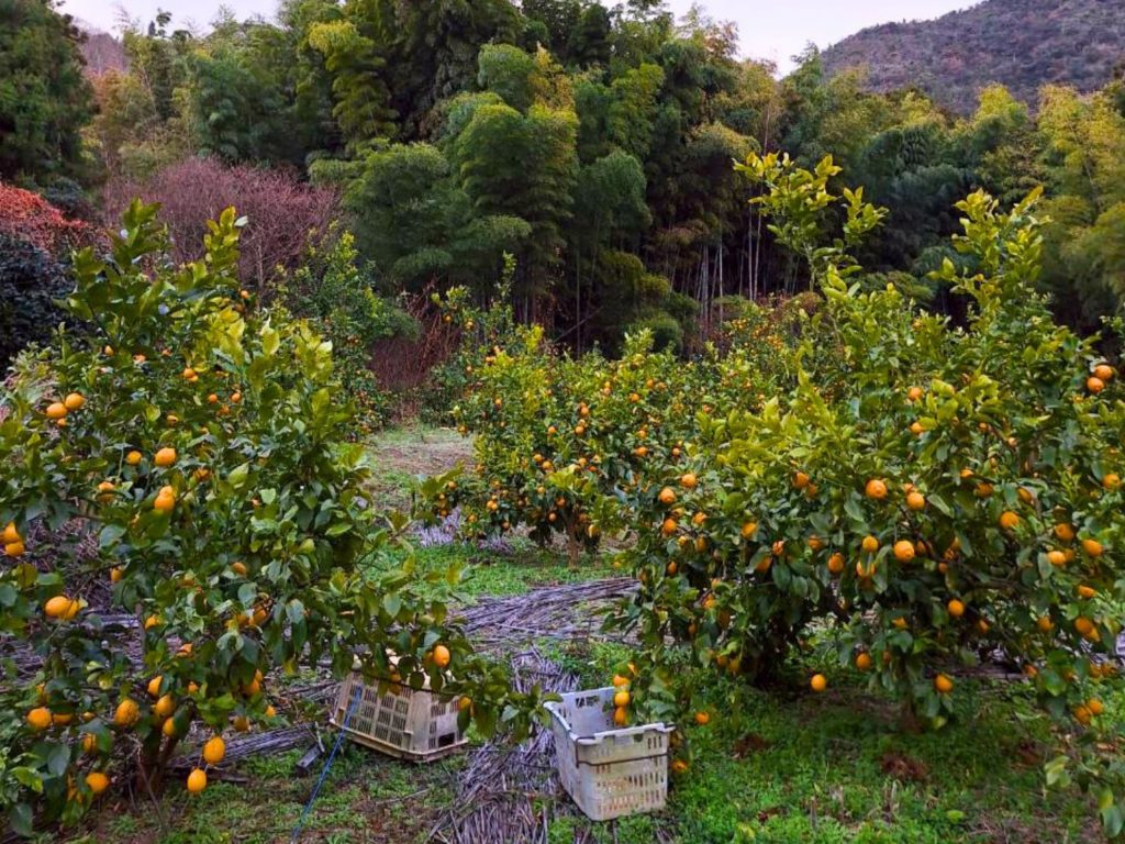 自社栽培のレモン農園の画像